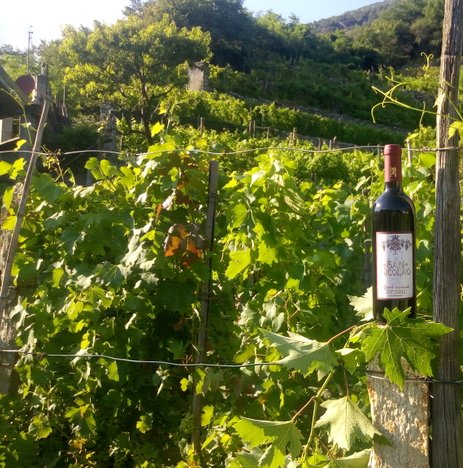 Nebbiolo e Barbera - Vino di Montagna - Borgone Susa